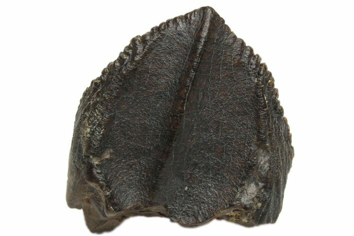 Partial Triceratops Tooth - Montana #229152